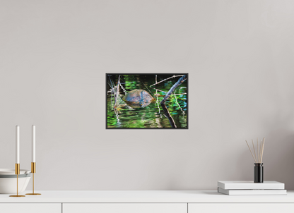 30 x 20 cm, Photo Print Under Acrylic Glass 2mm, Matte, Aluminum ArtBox, 25mm (Black) Untitled (Painted Turtle) | Acrylic Glass Fine Art Print