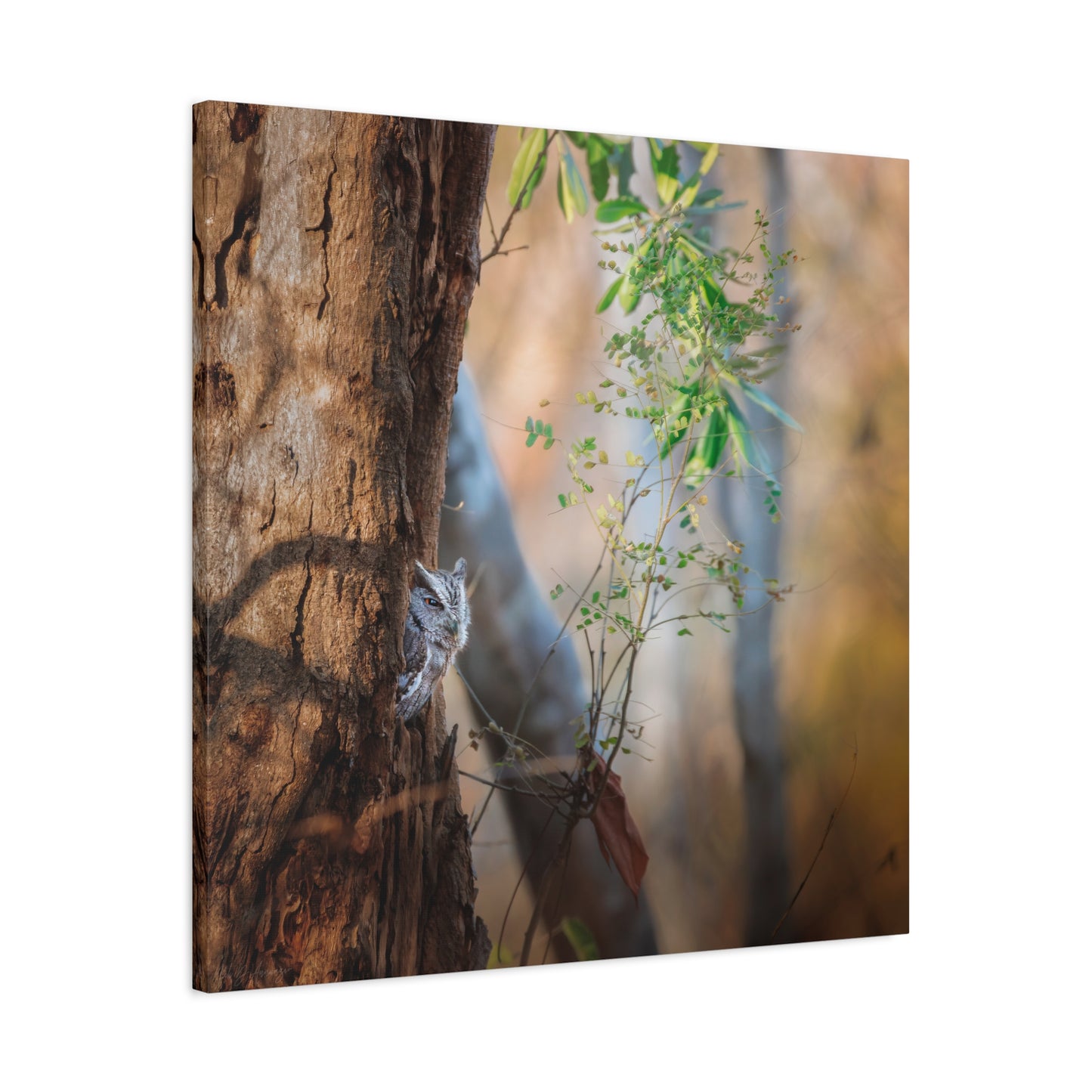 Pacific Screech | Canvas Print