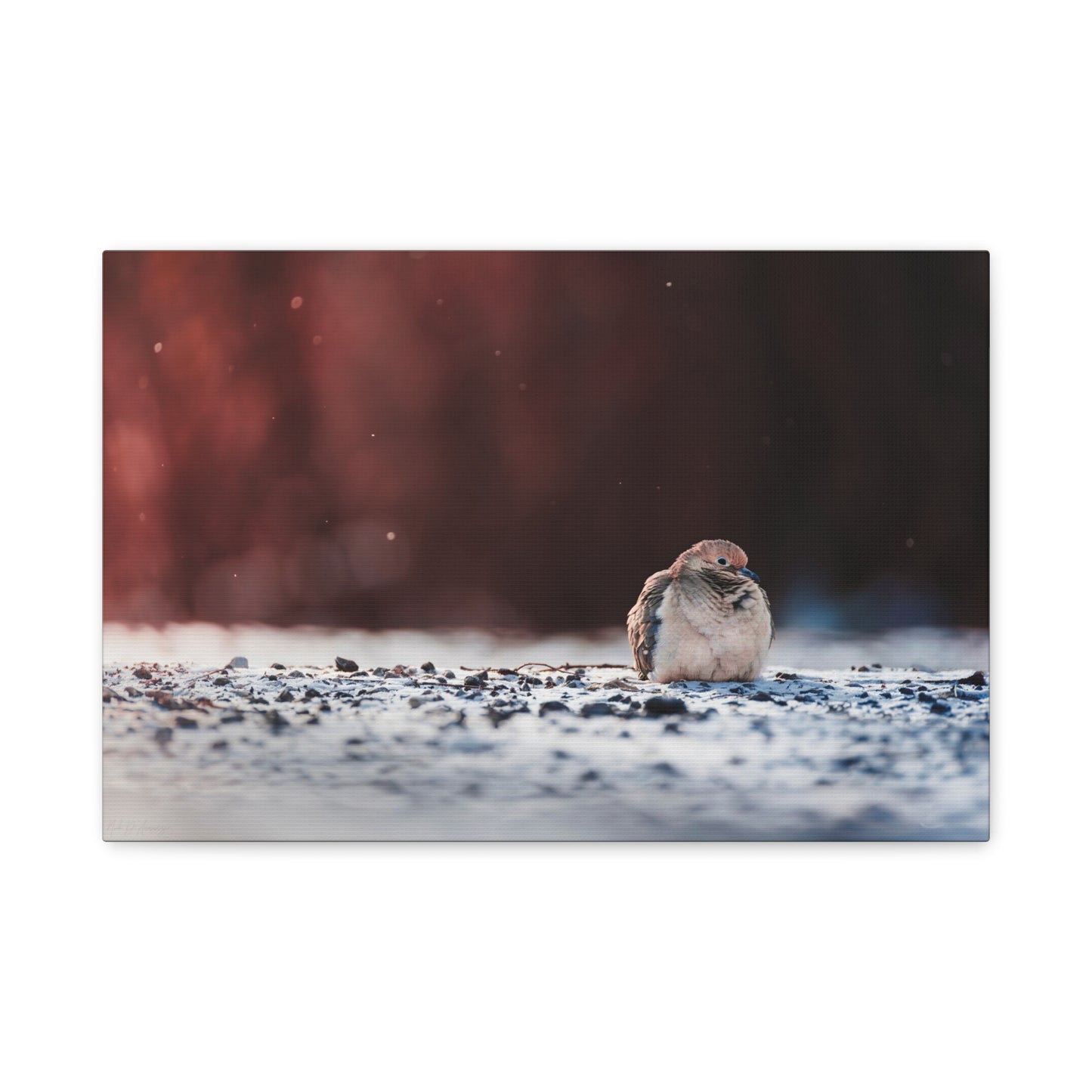 Dove | Canvas Print
