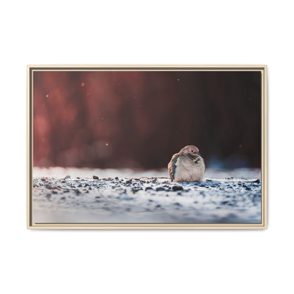 Dove | Framed Canvas