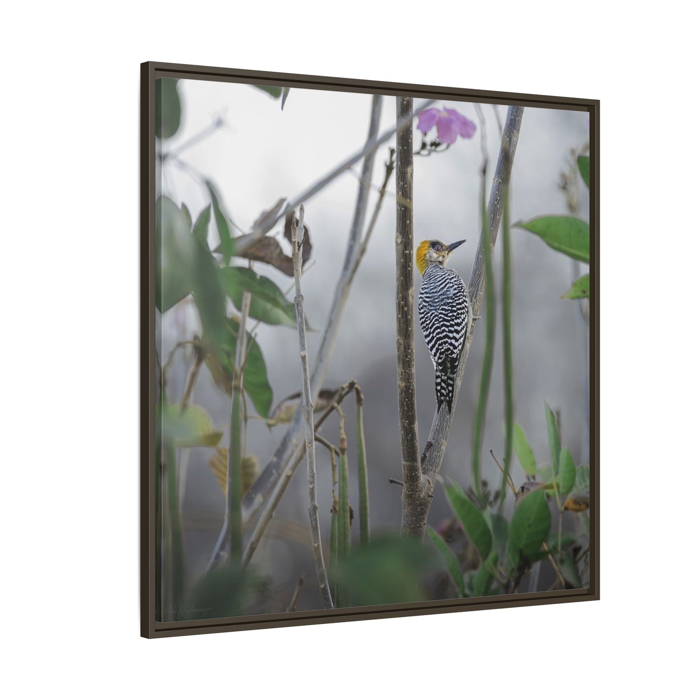 Golden-Cheeked Woodpecker II Framed Canvas Print