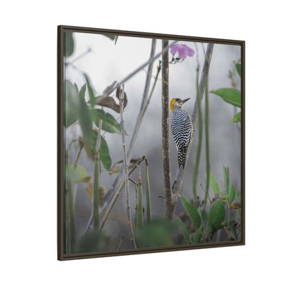 Golden-Cheeked Woodpecker II Framed Canvas Print