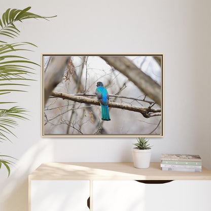 Citrine Trogon | Framed Canvas