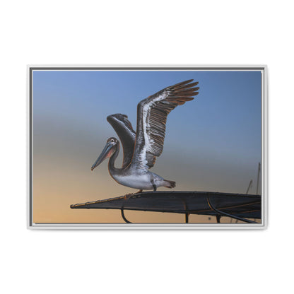 Coastal Pelican | Framed Canvas