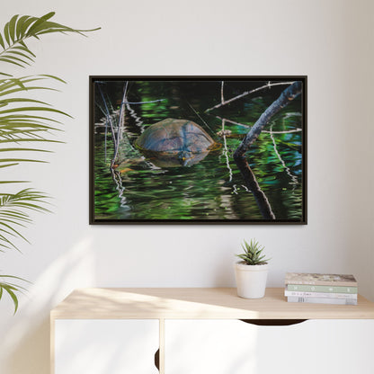 Untitled (Painted Turtle) | Framed Canvas