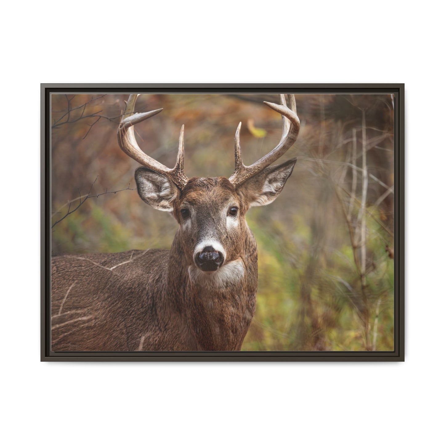 Woodland Buck | Framed Canvas