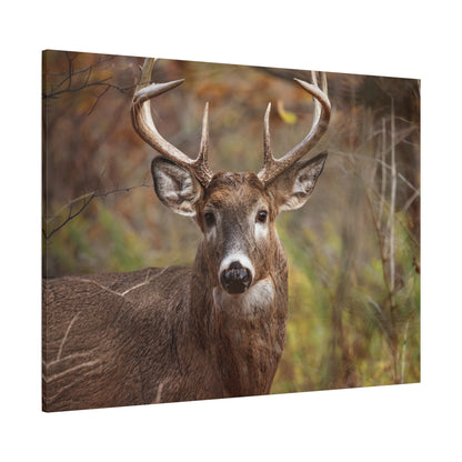 Woodland Buck | Canvas Print