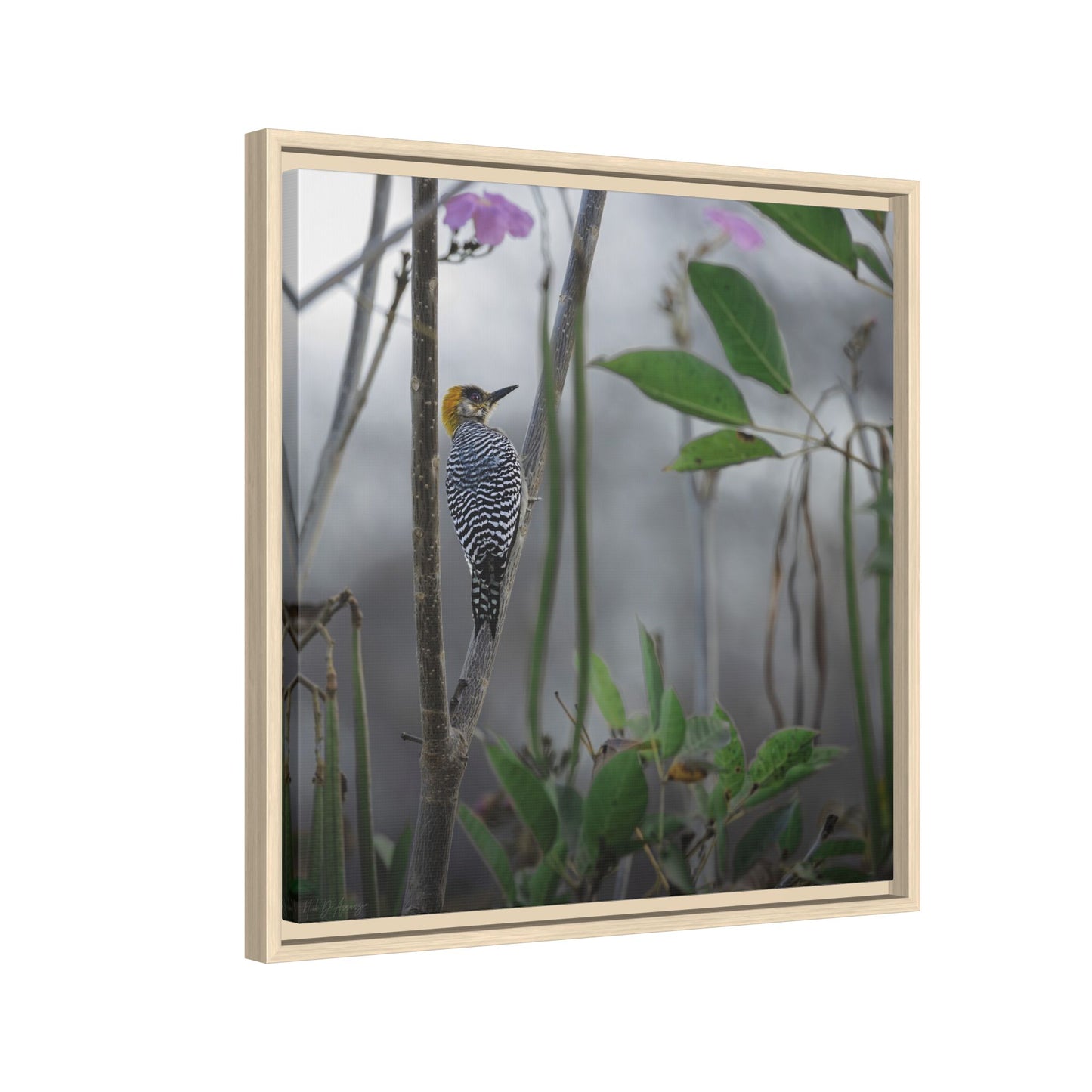 Golden Cheek | Framed Canvas