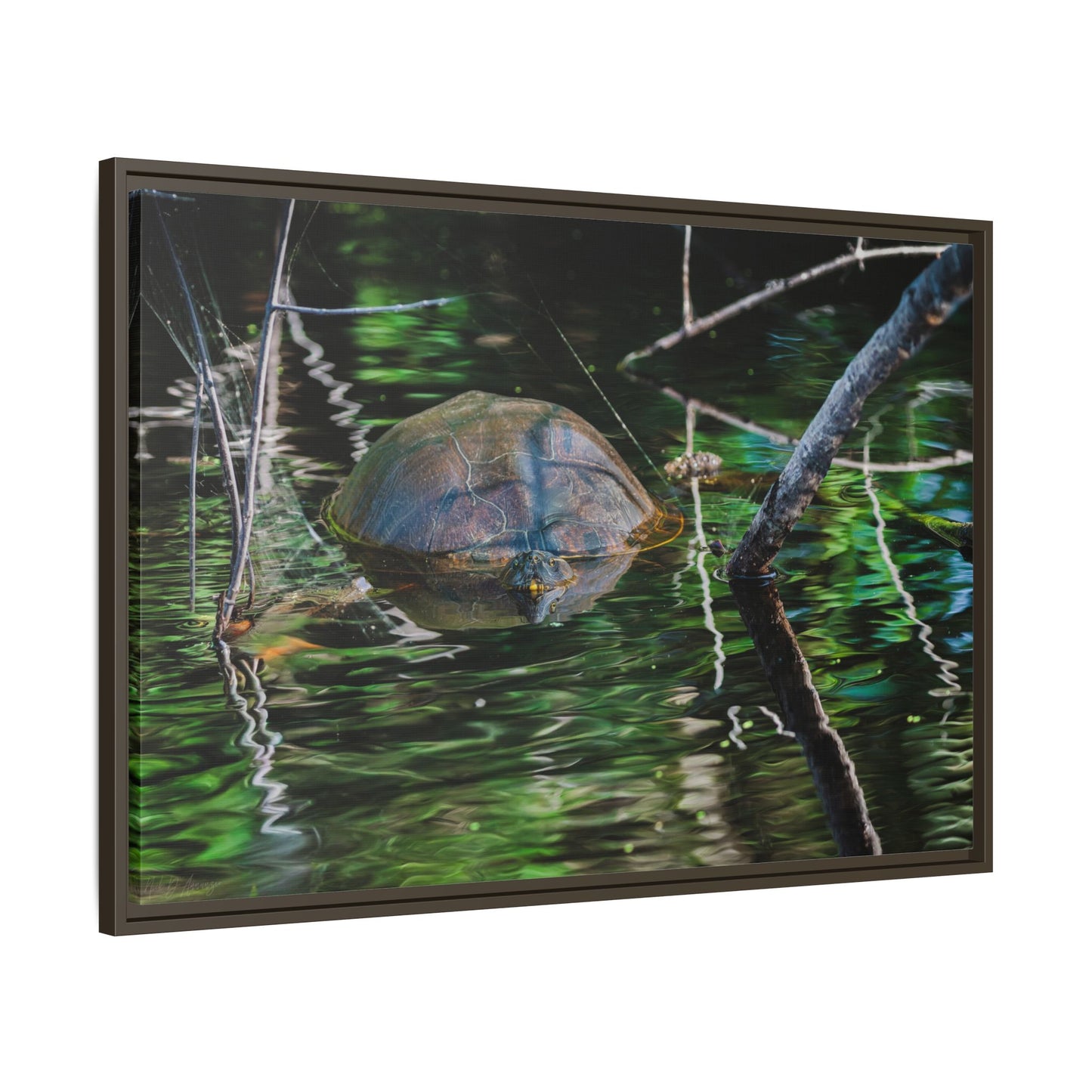 Untitled (Painted Turtle) | Framed Canvas