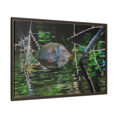 Untitled (Painted Turtle) | Framed Canvas