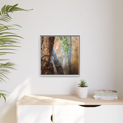 Pacific Screech | Framed Canvas
