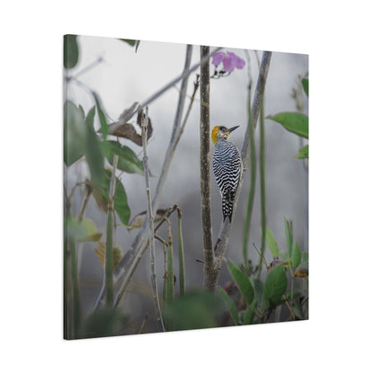Golden-Cheeked Woodpecker | Canvas Print