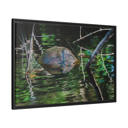 Untitled (Painted Turtle) | Framed Canvas