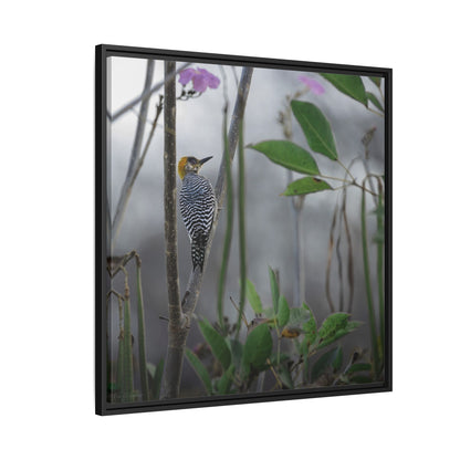 Golden Cheek | Framed Canvas