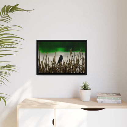 Blackbird | Framed Canvas