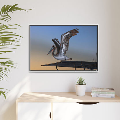 Coastal Pelican | Framed Canvas