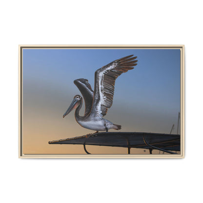 Coastal Pelican | Framed Canvas