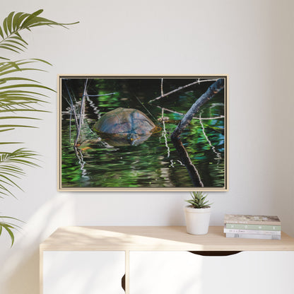 Untitled (Painted Turtle) | Framed Canvas