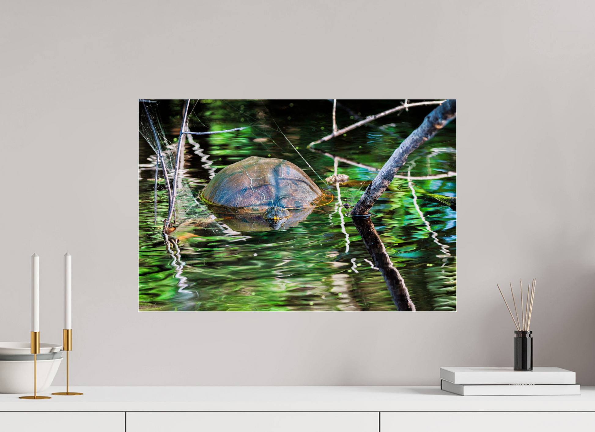 60 x 40 cm, Photo Print Under Acrylic Glass 4 mm, Glossy Untitled (Painted Turtle) | Acrylic Glass Fine Art Print