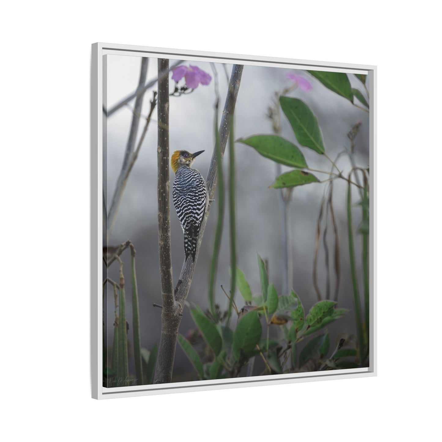 Golden Cheek | Framed Canvas
