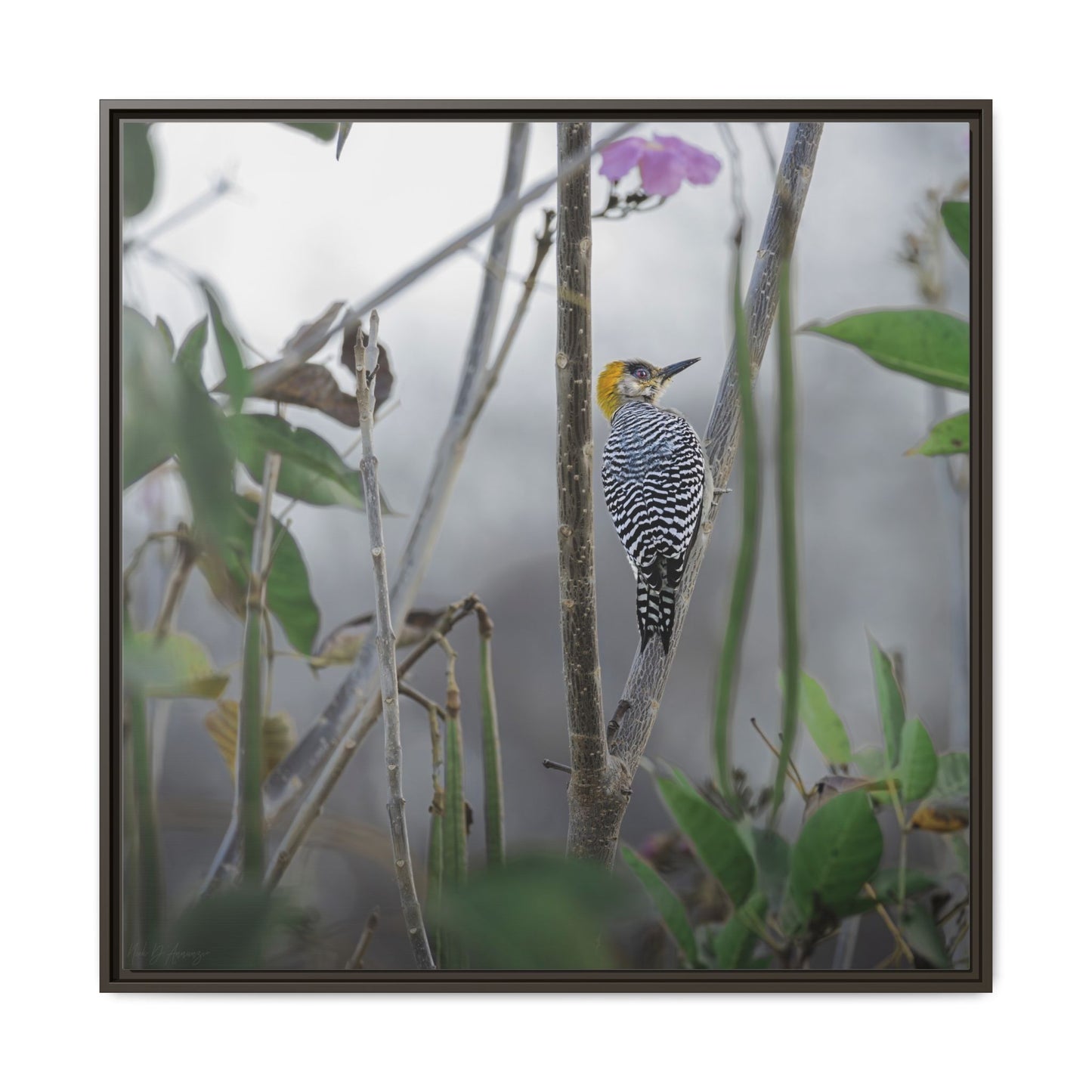 Golden-Cheeked Woodpecker II Framed Canvas Print