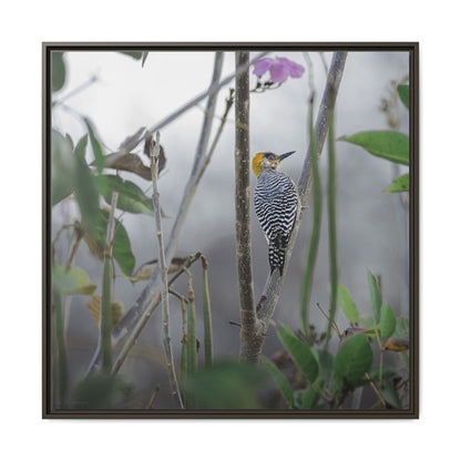Golden-Cheeked Woodpecker II Framed Canvas Print