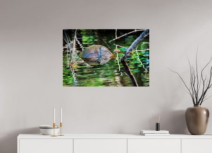 90 x 60 cm, Photo Print Under Acrylic Glass 4 mm, Glossy Untitled (Painted Turtle) | Acrylic Glass Fine Art Print