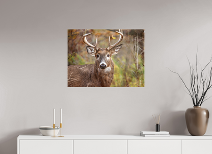 80 x 60 cm, Acrylic Glass 4mm, Glossy Woodland Buck | Acrylic Glass Fine Art Print