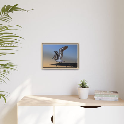 Coastal Pelican | Framed Canvas