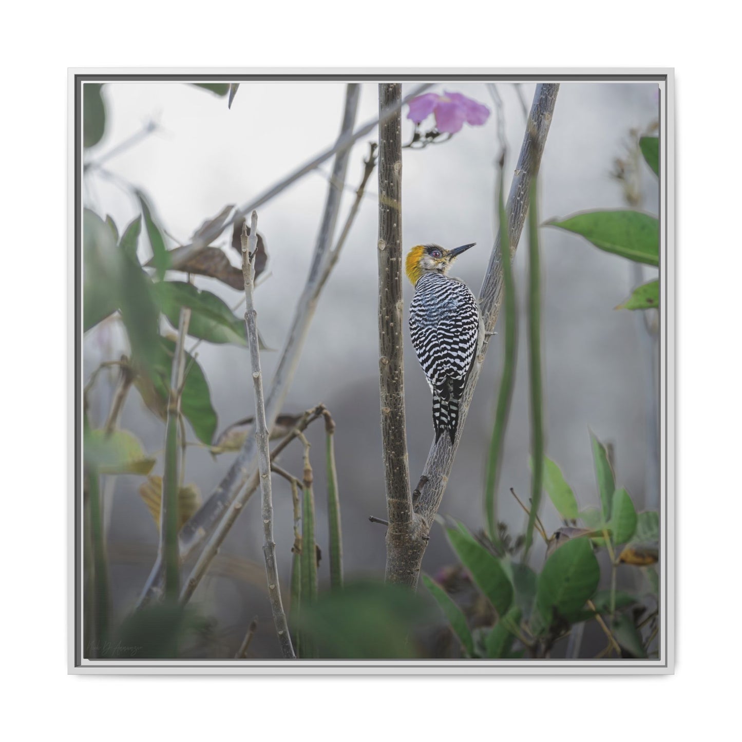 Golden-Cheeked Woodpecker II Framed Canvas Print