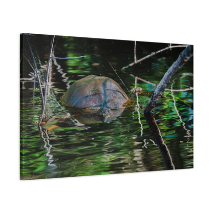Untitled (Painted Turtle) | Canvas Print