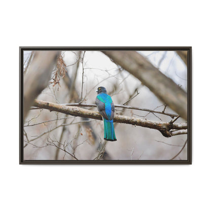 Citrine Trogon | Framed Canvas