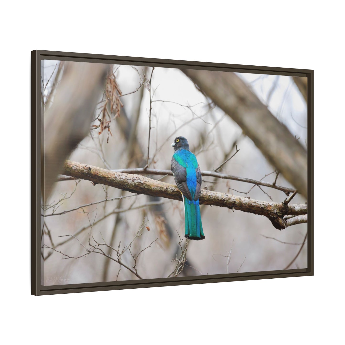 Citrine Trogon | Framed Canvas