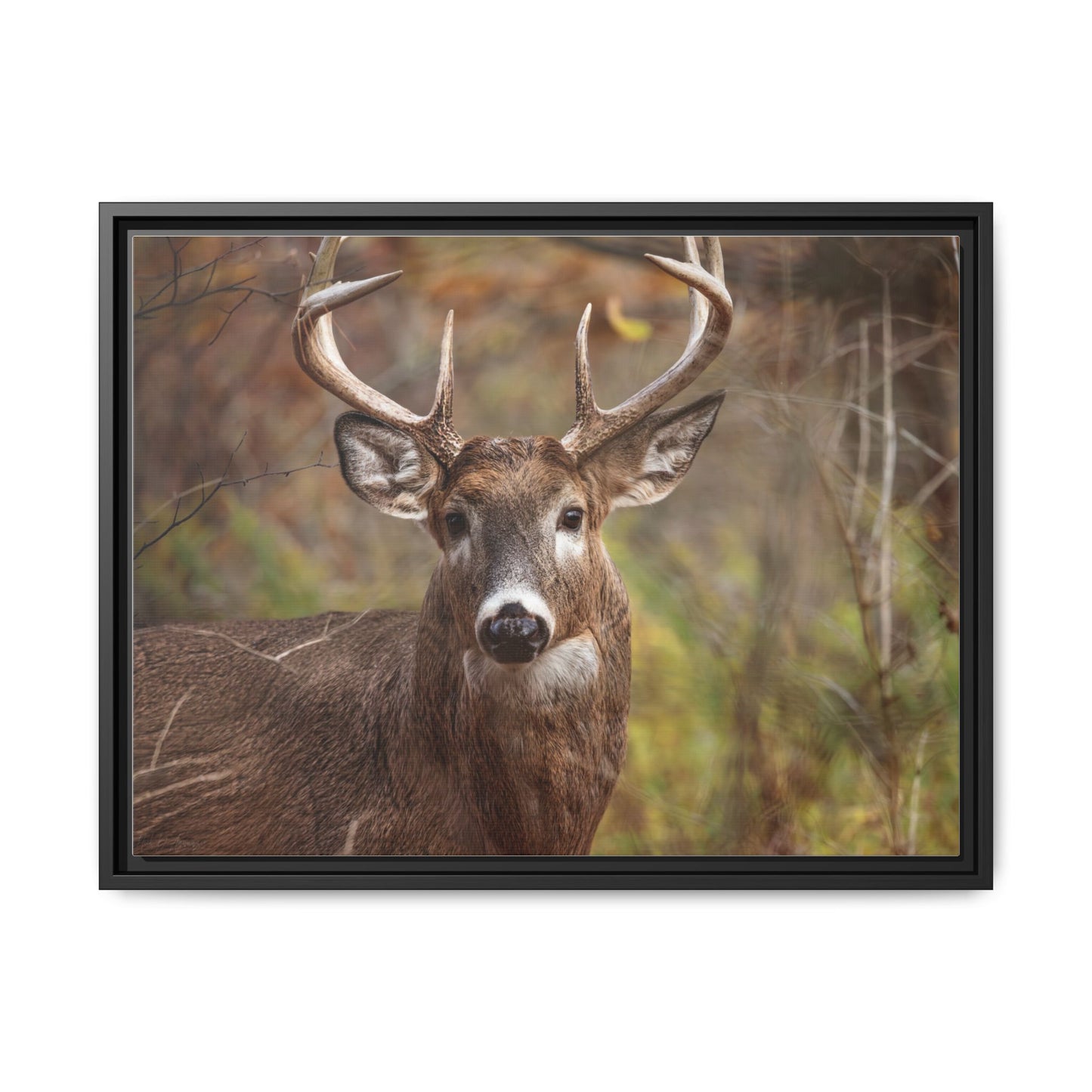 Woodland Buck | Framed Canvas