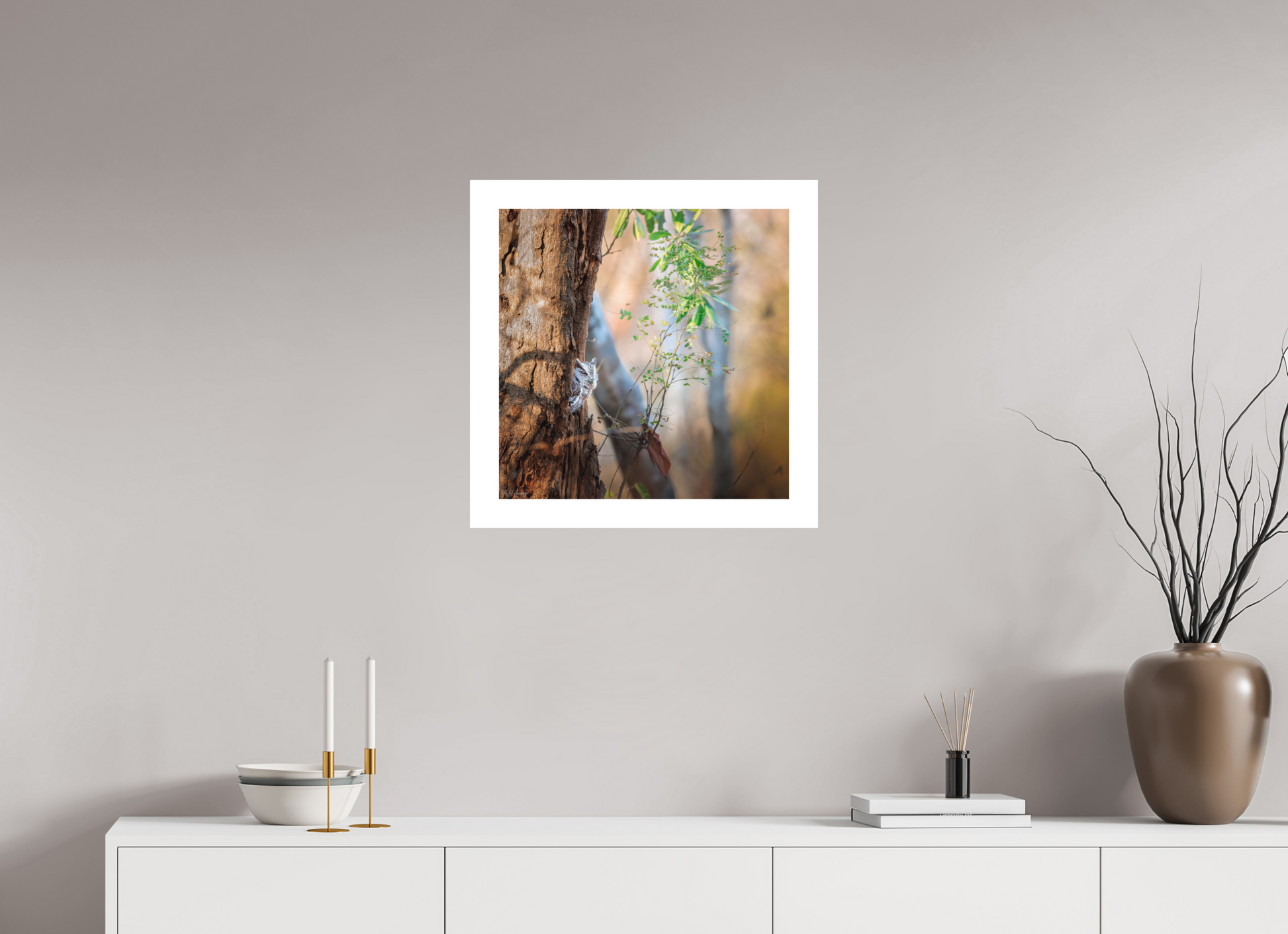 50 x 50 cm, Fine Art Paper (Hahnemühle Photo Rag 308) Pacific Screech | Acrylic Glass Fine Art Print