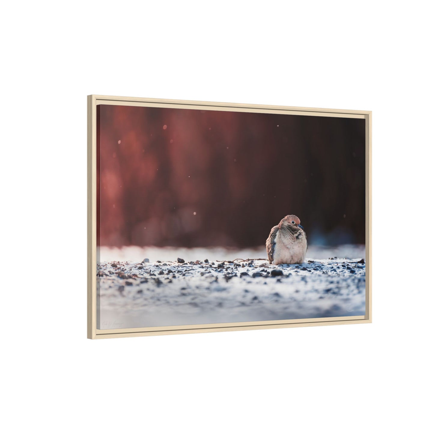 Dove | Framed Canvas