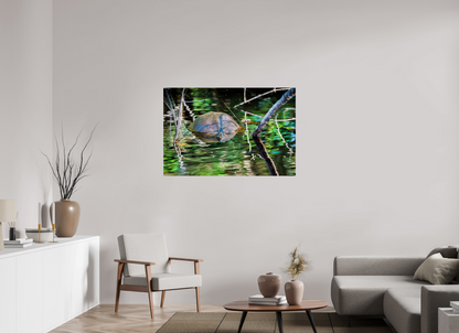 120 x 80 cm, Photo Print Under Acrylic Glass 4 mm, Glossy Untitled (Painted Turtle) | Acrylic Glass Fine Art Print