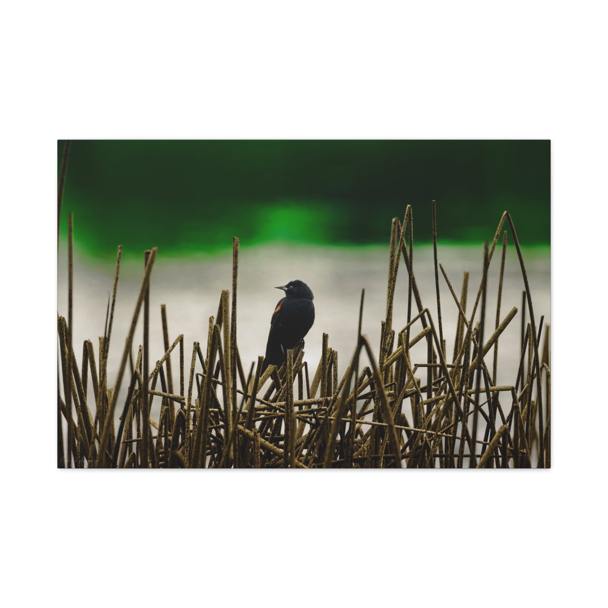 Blackbird wildlife photography canvas print by WildLenz.