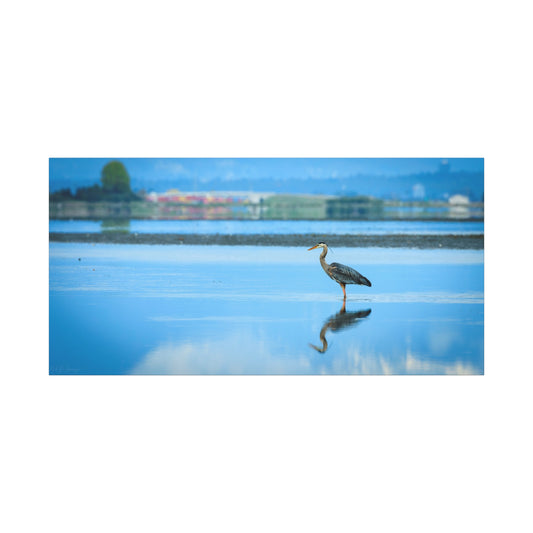 Great Blue Heron standing in shallow water at Boundary Bay British Columbia with reflection on calm blue tidal flats.