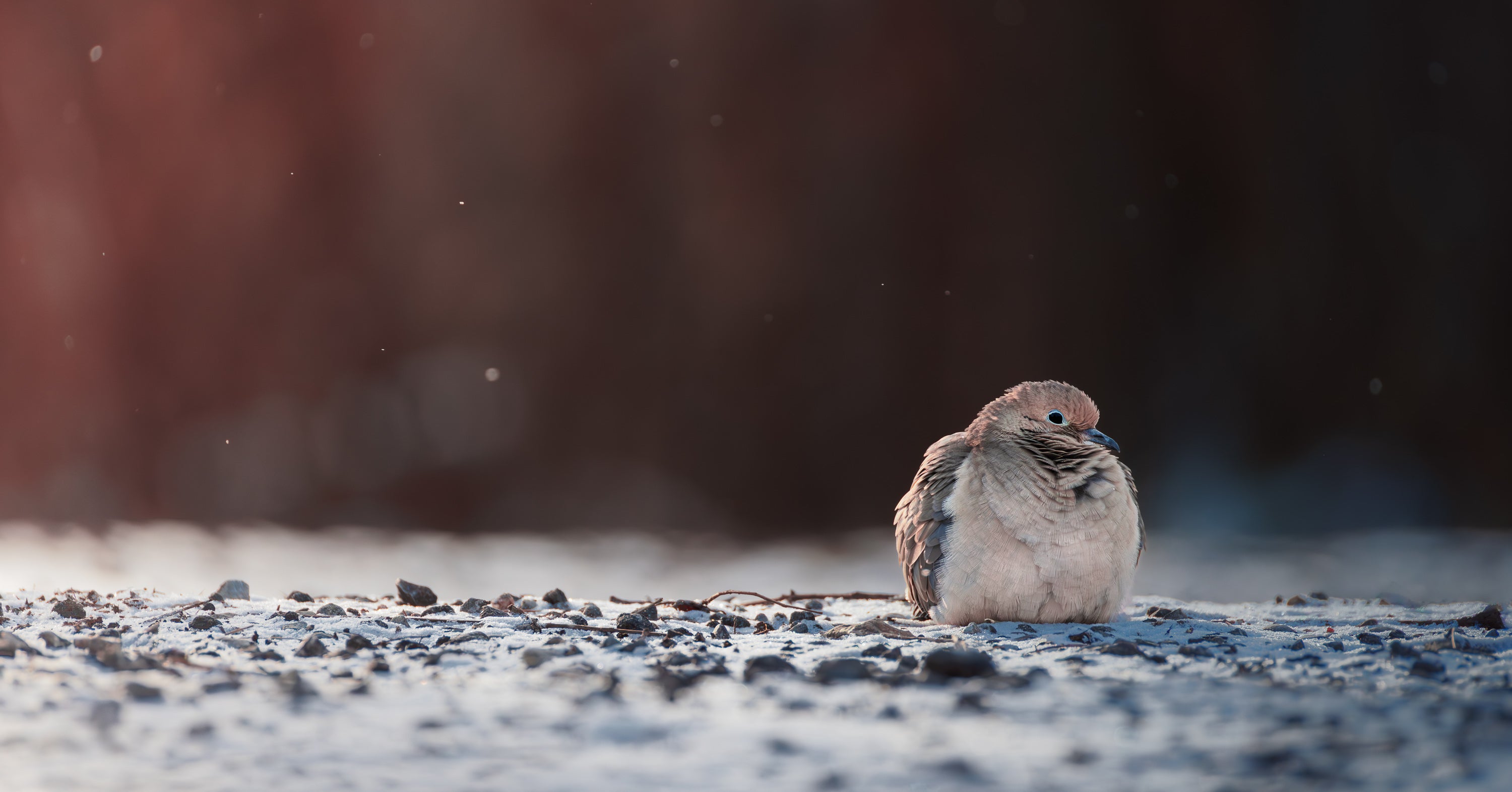wildlenz fine art dove print in a winter setting.