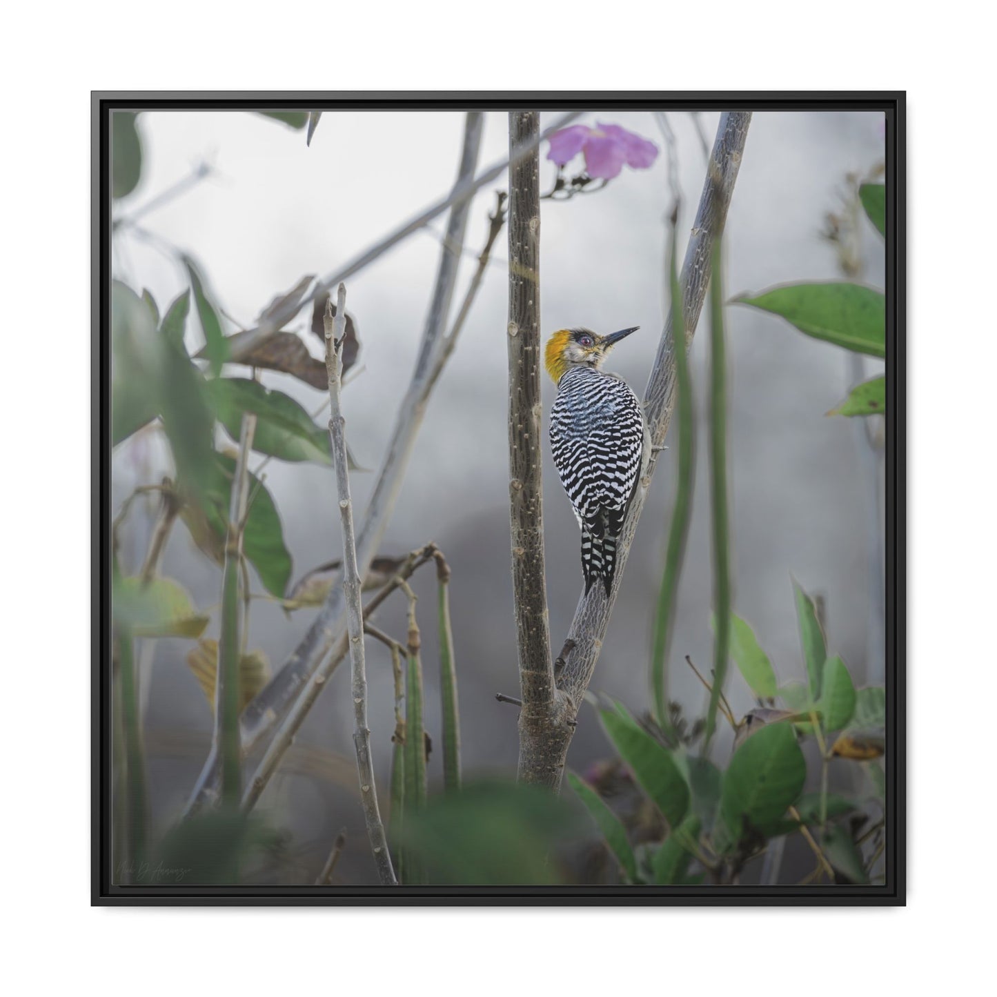 Golden-Cheeked Woodpecker perched among forest branches framed canvas print by WildLenz