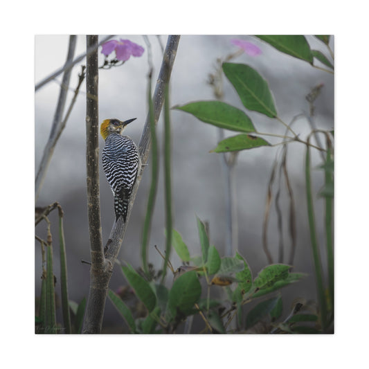 Golden Cheek wildlife photography canvas print by WildLenz.