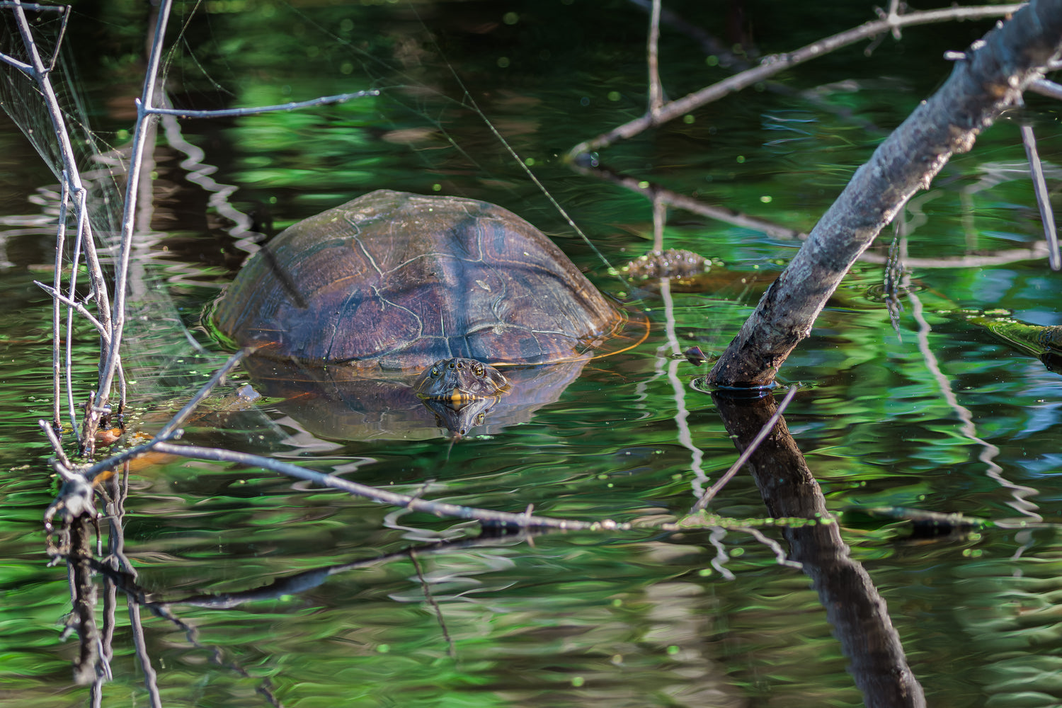 Main image UNTITLED (PAINTED TURTLE)