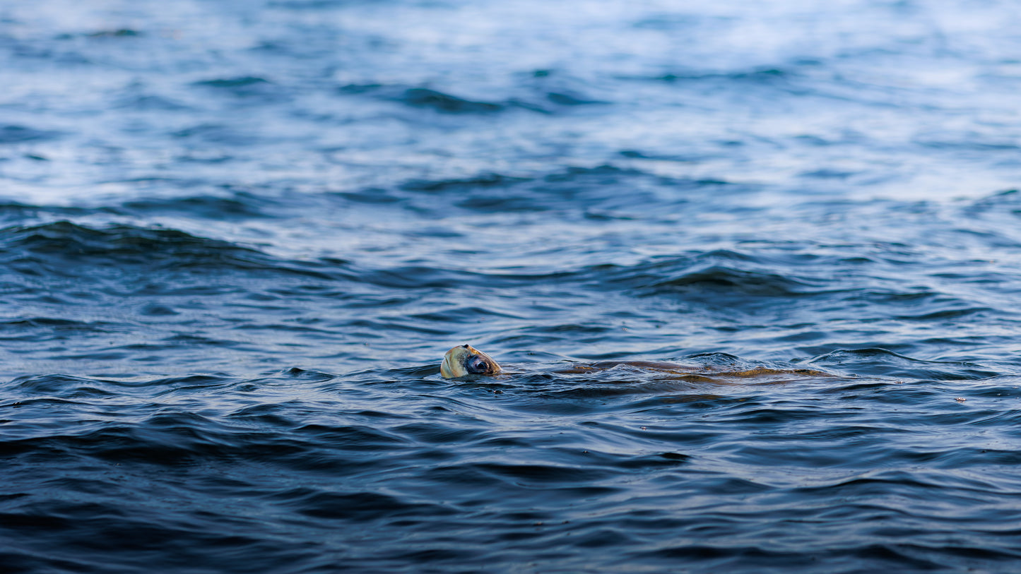 Main image RIDLEY TORTUGA