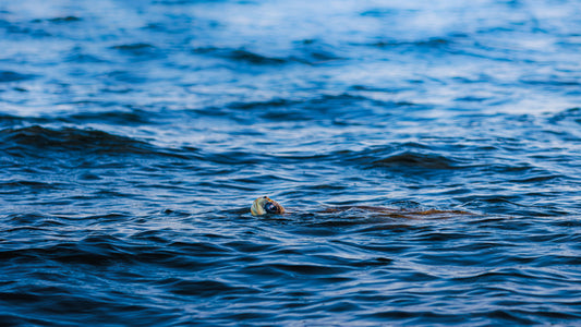 sea turtle submerged in water with head out