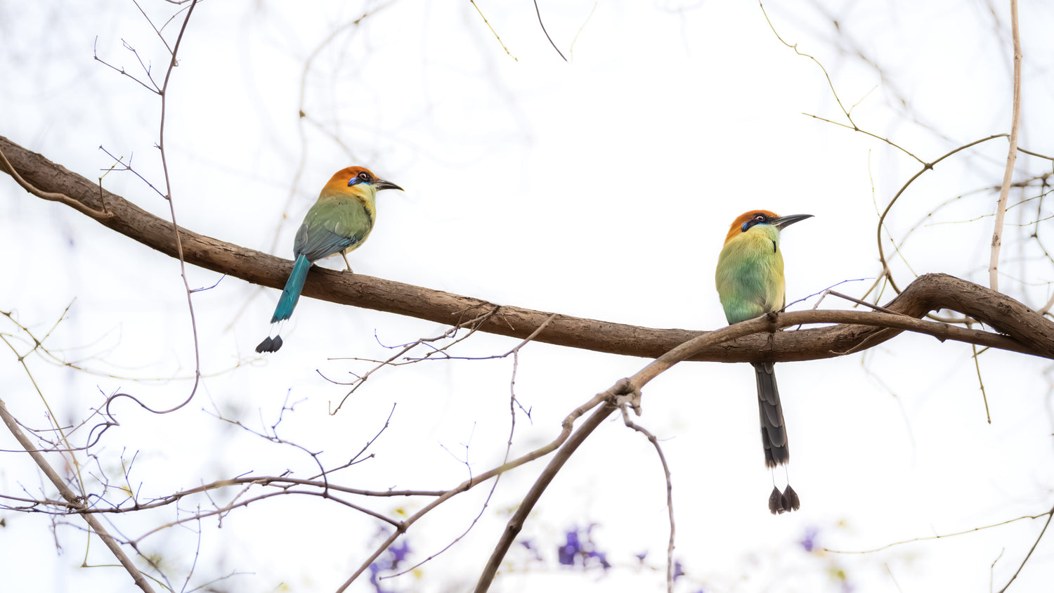 Main image TWIN MOTMOTS