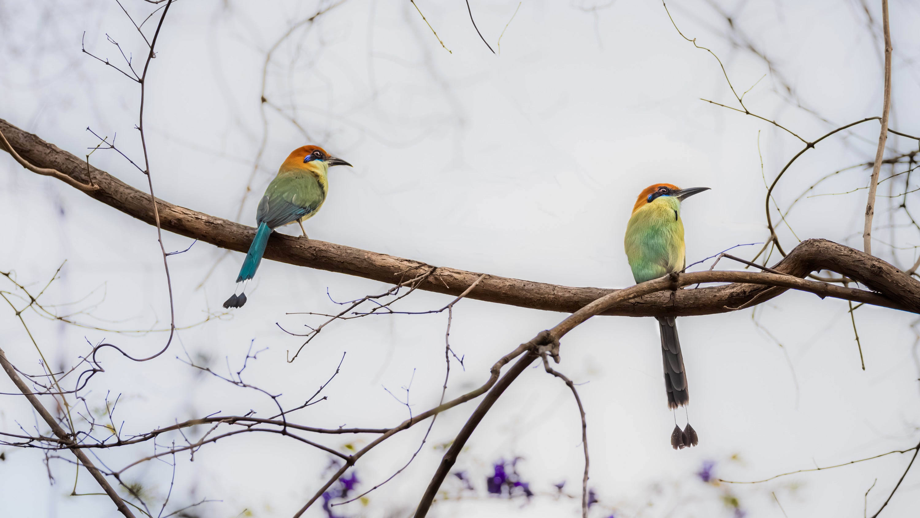 Two colorful birds perched on a branch in mexico.