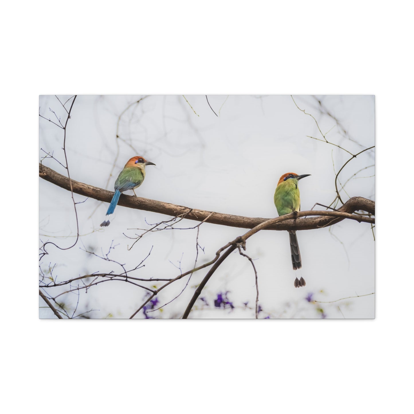 Twin motmot wildlife photography canvas print by WildLenz.
