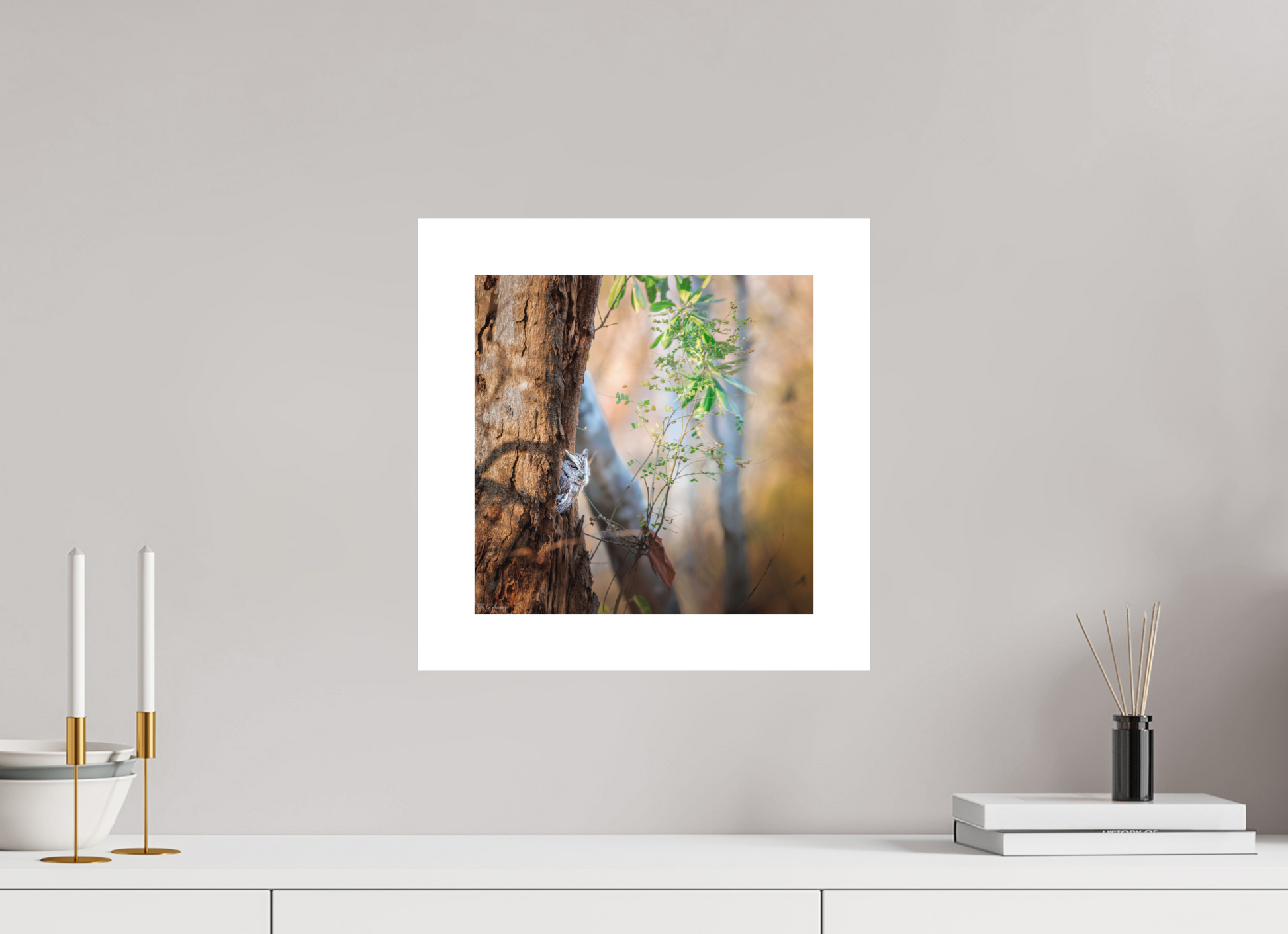 30 x 30 cm, Fine Art Paper (Hahnemühle Photo Rag 308) Pacific Screech | Acrylic Glass Fine Art Print