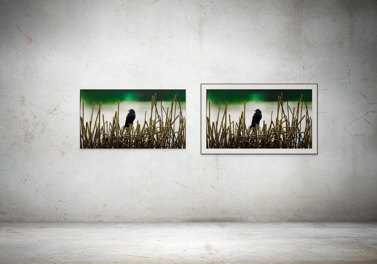 comparison of acrylic glass and fine art paper, showcasing two blackbird photos side by side on a wall.